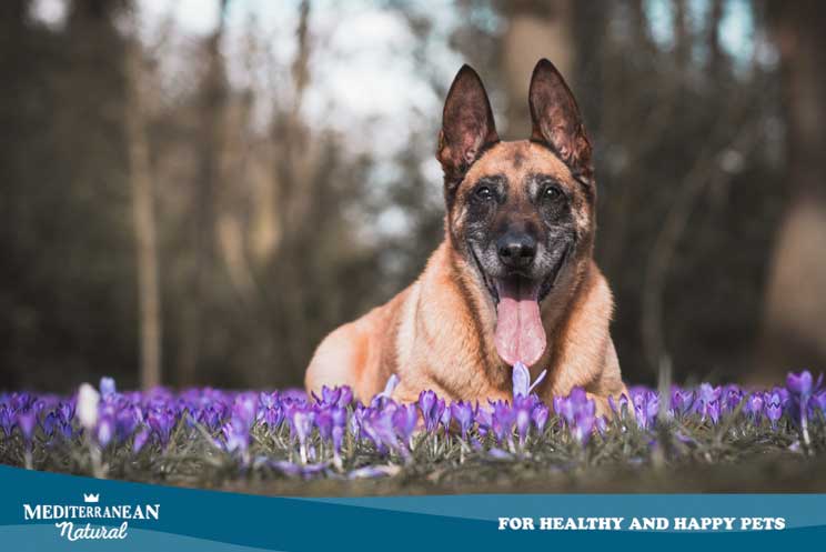 Cómo mantener sano a un perro mayor