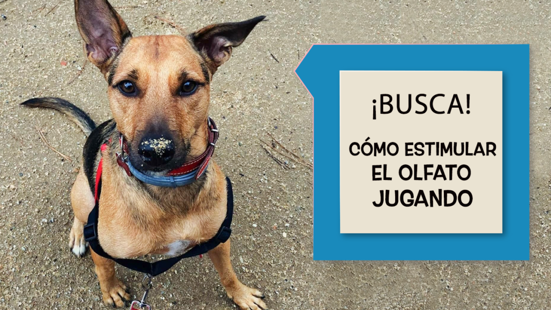 Cómo estimular el olfato jugando a "Busca" con tu perro