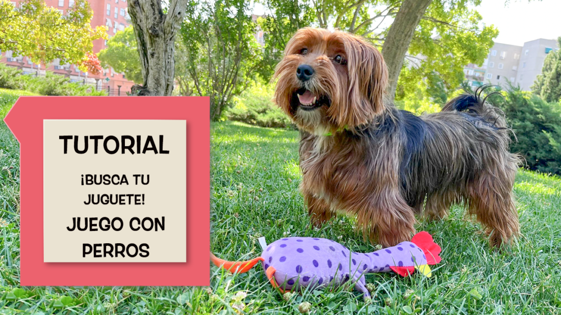 Tutorial: ¡Busca tu juguete! Juego con perros