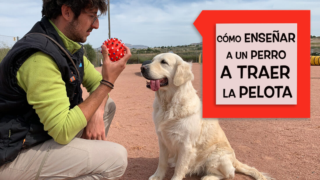 Cómo enseñar a un perro a traer la pelota