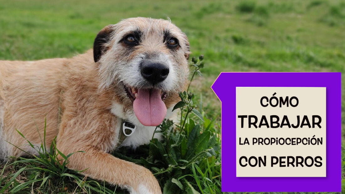 Video-tutorial-como-trabajar-la-propiocepcion-con-perros