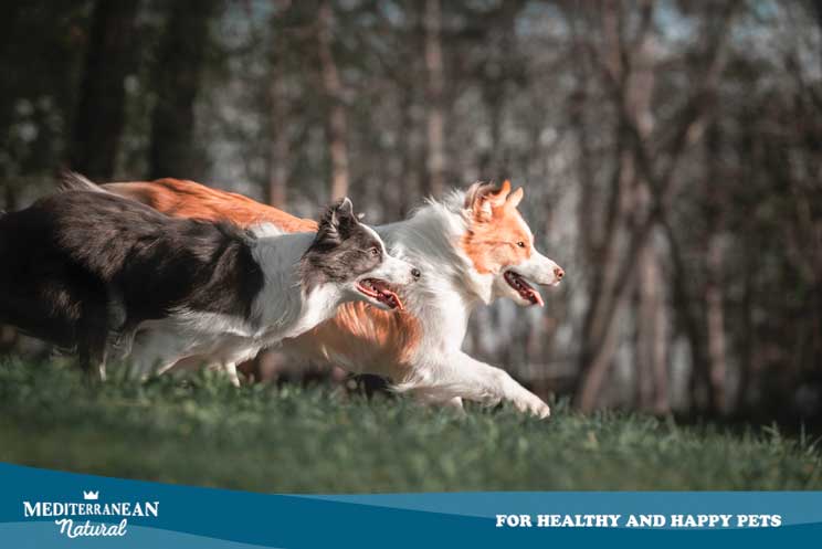 Tipos de Border Collie