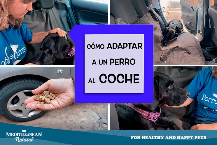 Cómo adaptar a un perro al coche