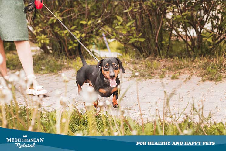 ¿Por qué mi perro tira de la correa cuando lo paseo?