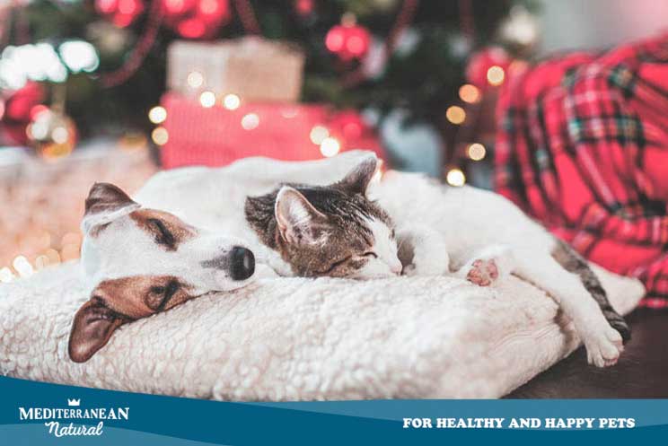 3 plantas de Navidad peligrosas para perros y gatos