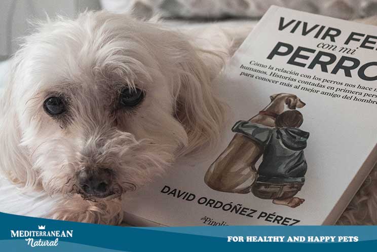 Vivir-feliz-con-mi-perro: David Ordoñez