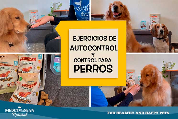 Vídeo-tutorial: ejercicios de autocontrol y control para perros