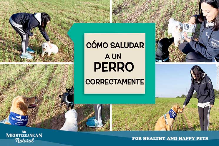 Como saludar correctamente a un perro