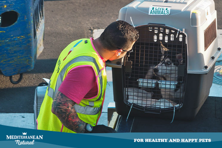 Viajar en avión con perros