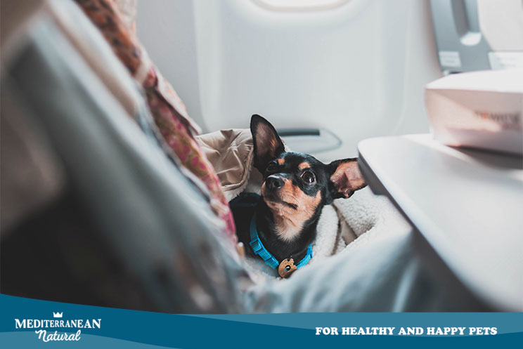 Viajar en avión con perros