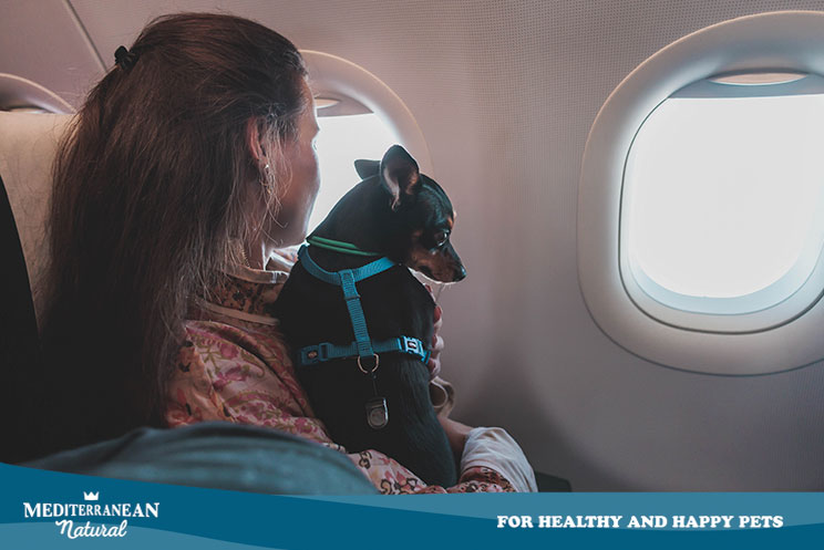 Viajar con perros en avión